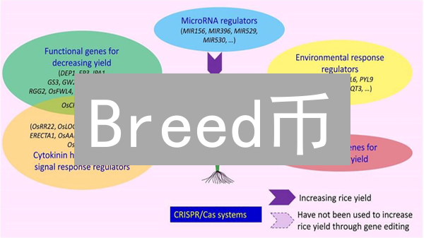 Breed币：宠物基因改良的区块链革命
